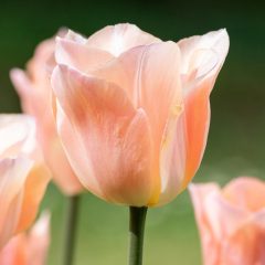 编辑部成员头像占位图：珊瑚色与青绿交叠背景上的圆形人像剪影，用于示意团队成员身份